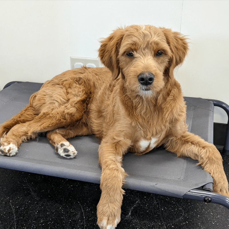 Scooter's Pet Care Dog Boarding Seattle, WA