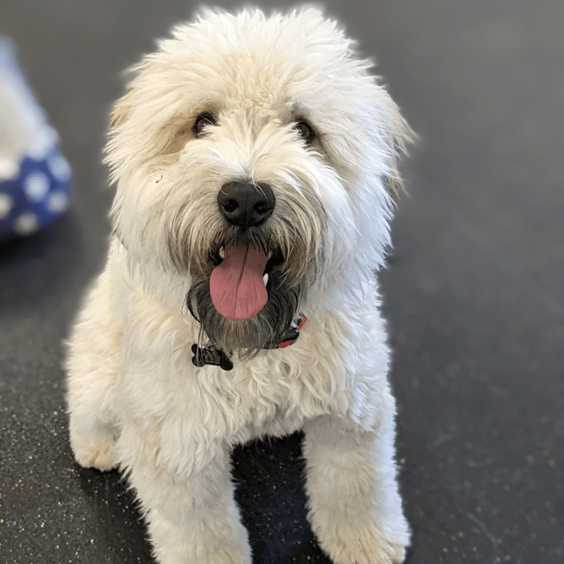 Scooter's Pet Care Dog Daycare, Training, Boarding, Bathing Seattle, WA