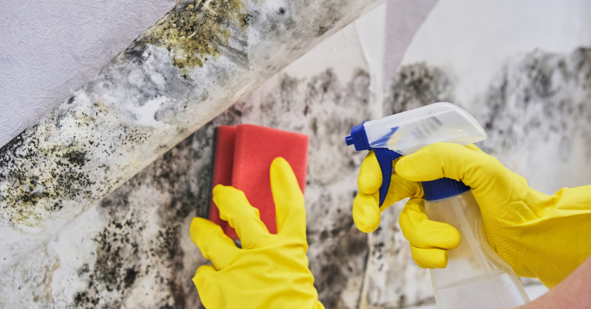 What You Get With Scope Mold Cleanup Scope Clean Scope