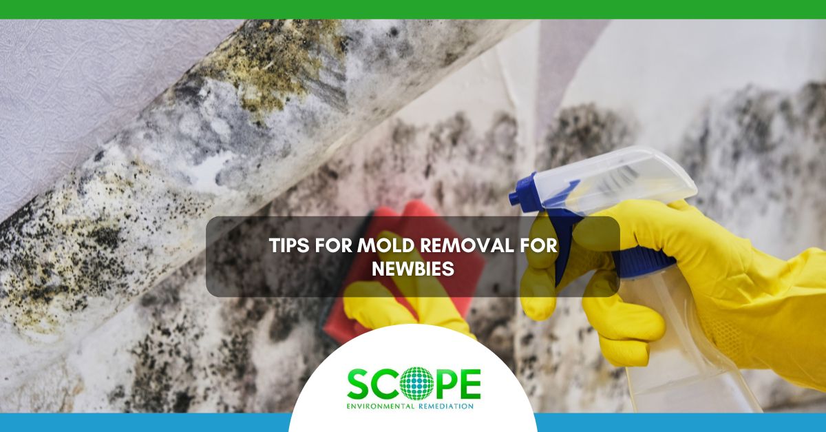 Tips for Mold Removal for Newbies