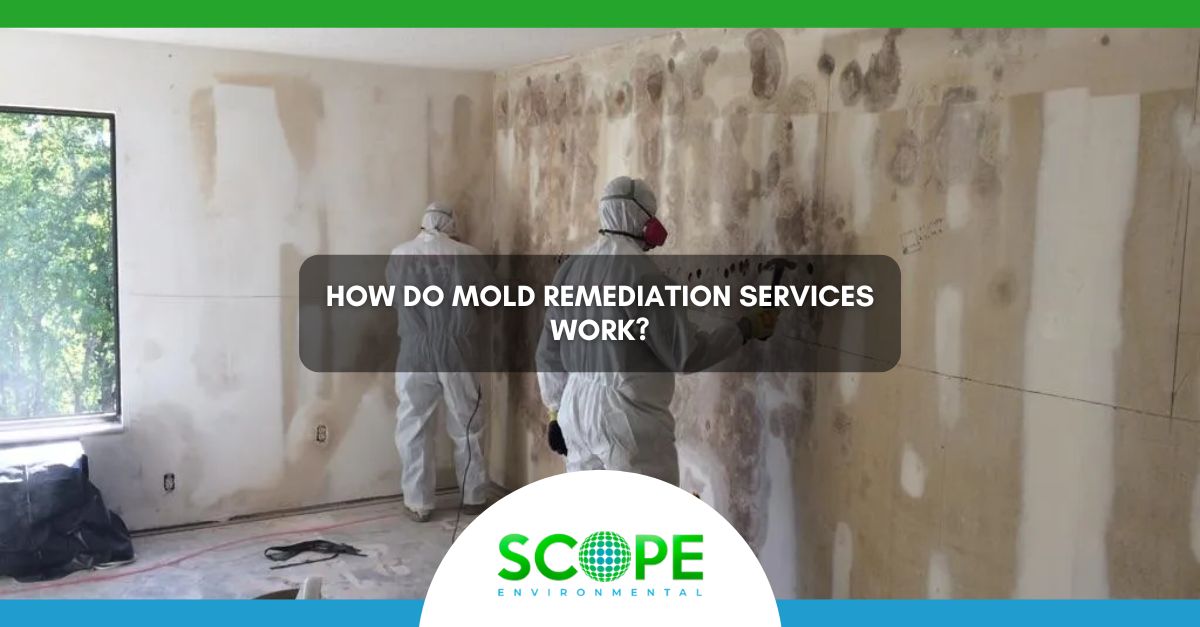 Understanding the Mold Remediation Process Scope Clean Scope