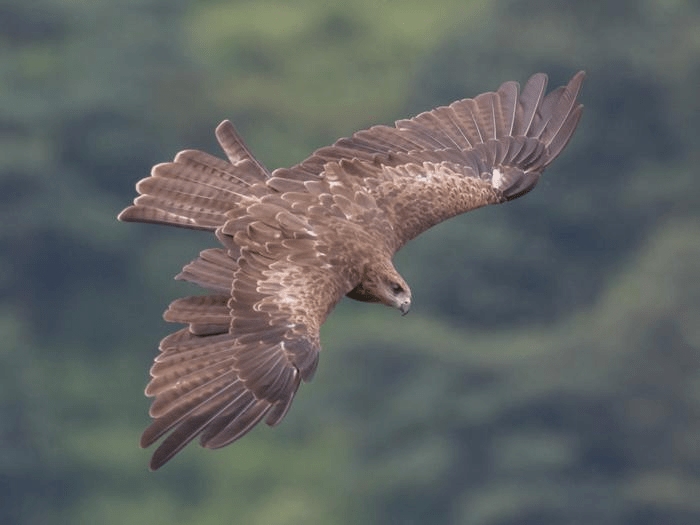 Types of Birds of Prey List, Identification, Diet, and Lifespan