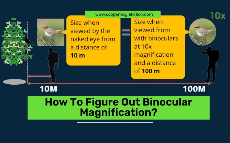 Best Binocular Magnification for Long Distance Animal Watching