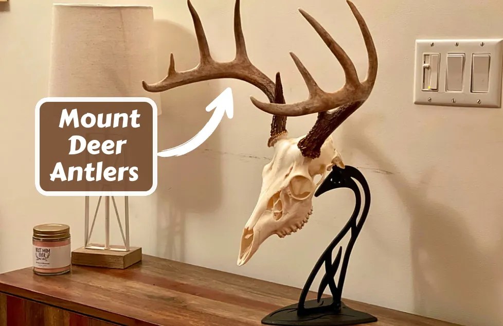 How to Mount Deer Antlers On Wall With and Without Skull?