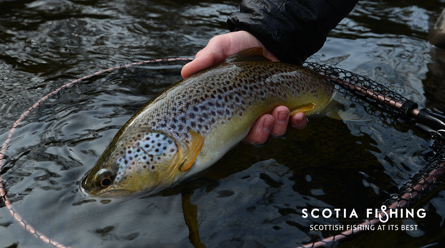 browntroutfishinginmarchscotland Scotia Fishing