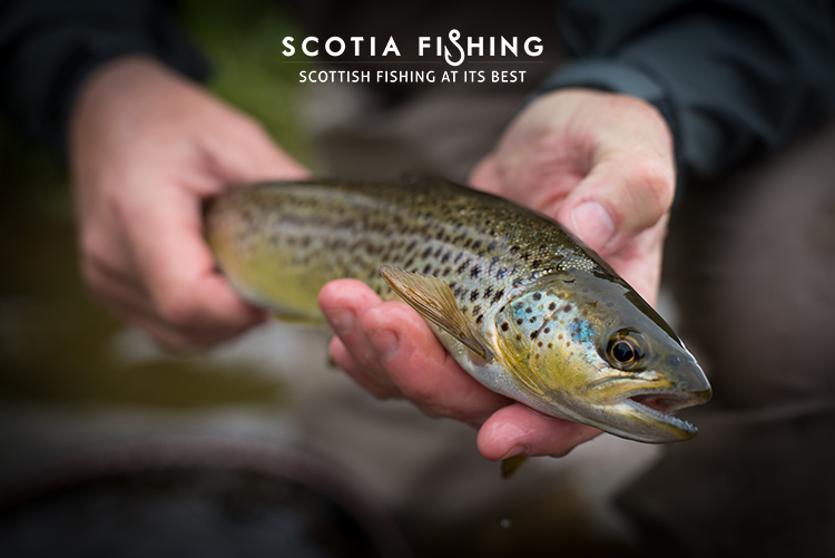 Trout and Grayling Fishing in Scotland