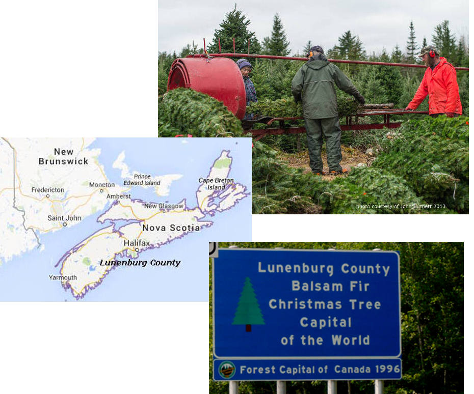 All Nova Scotia Real Christmas Trees CoOp