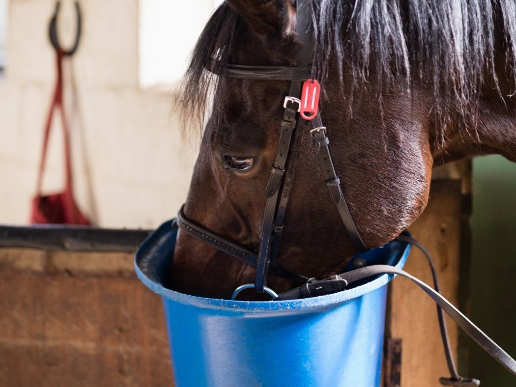Stable Supplies Scotian Gold