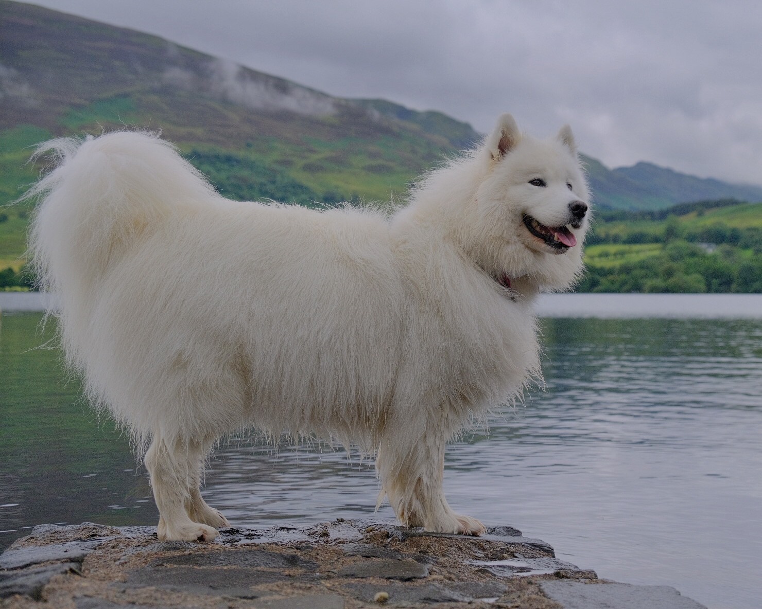 How Expensive are Samoyed Dogs? Scotland with Fluffy Wolf