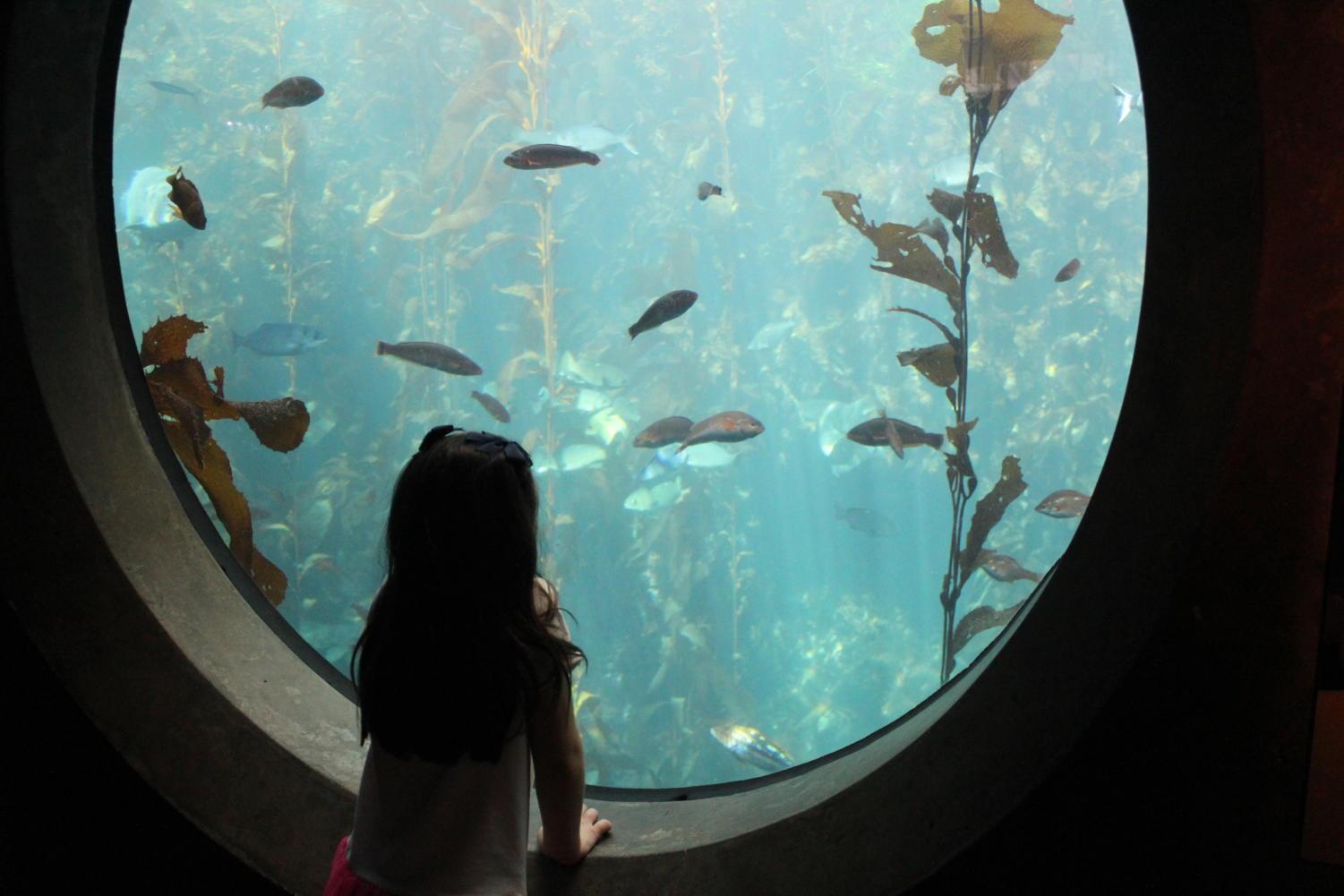 Monterey Bay Aquarium’s Viva Baja exhibit connects kids to the world