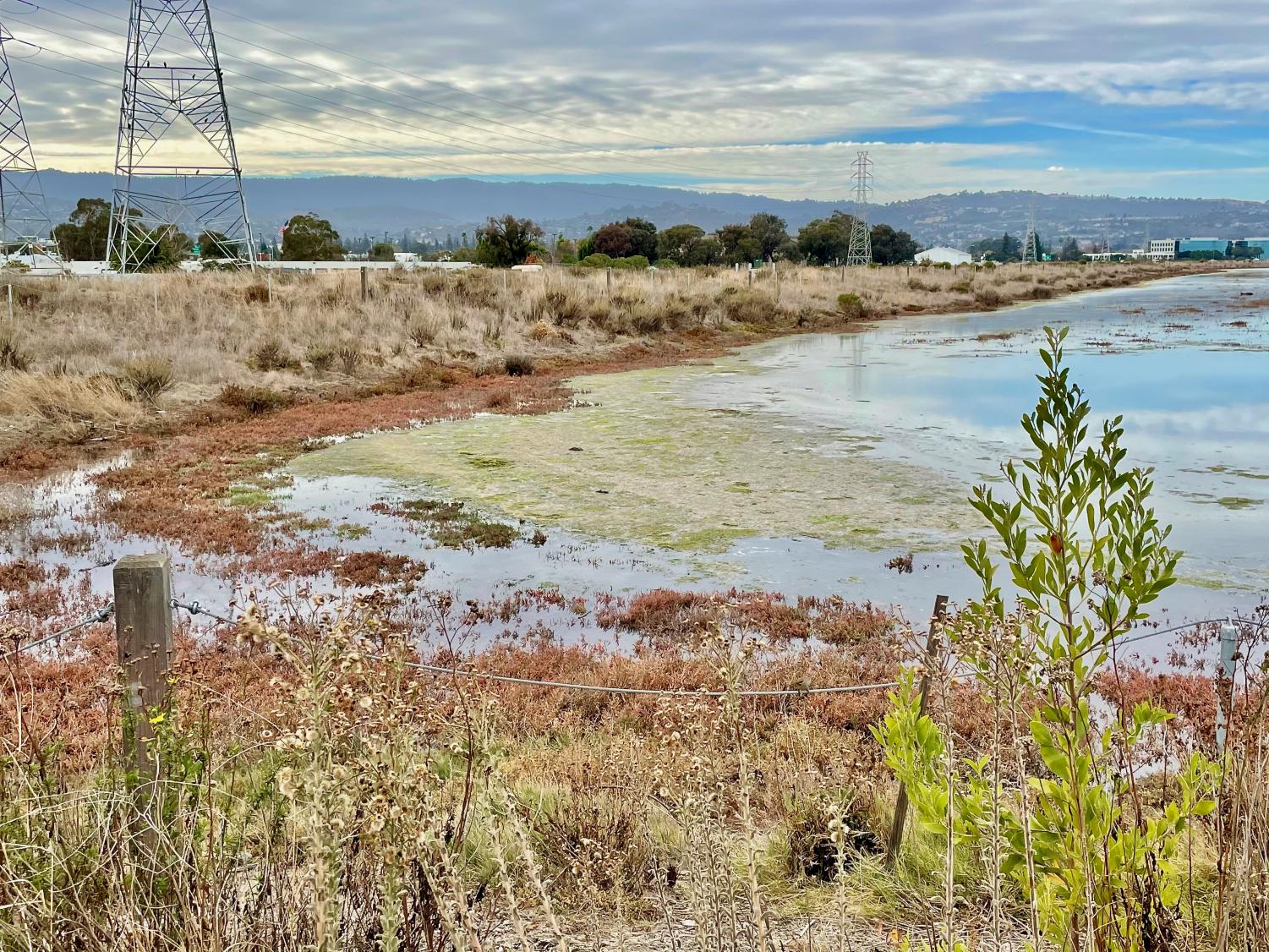 The Bay Area Wetlands is a treasure worth protecting Scot Scoop News