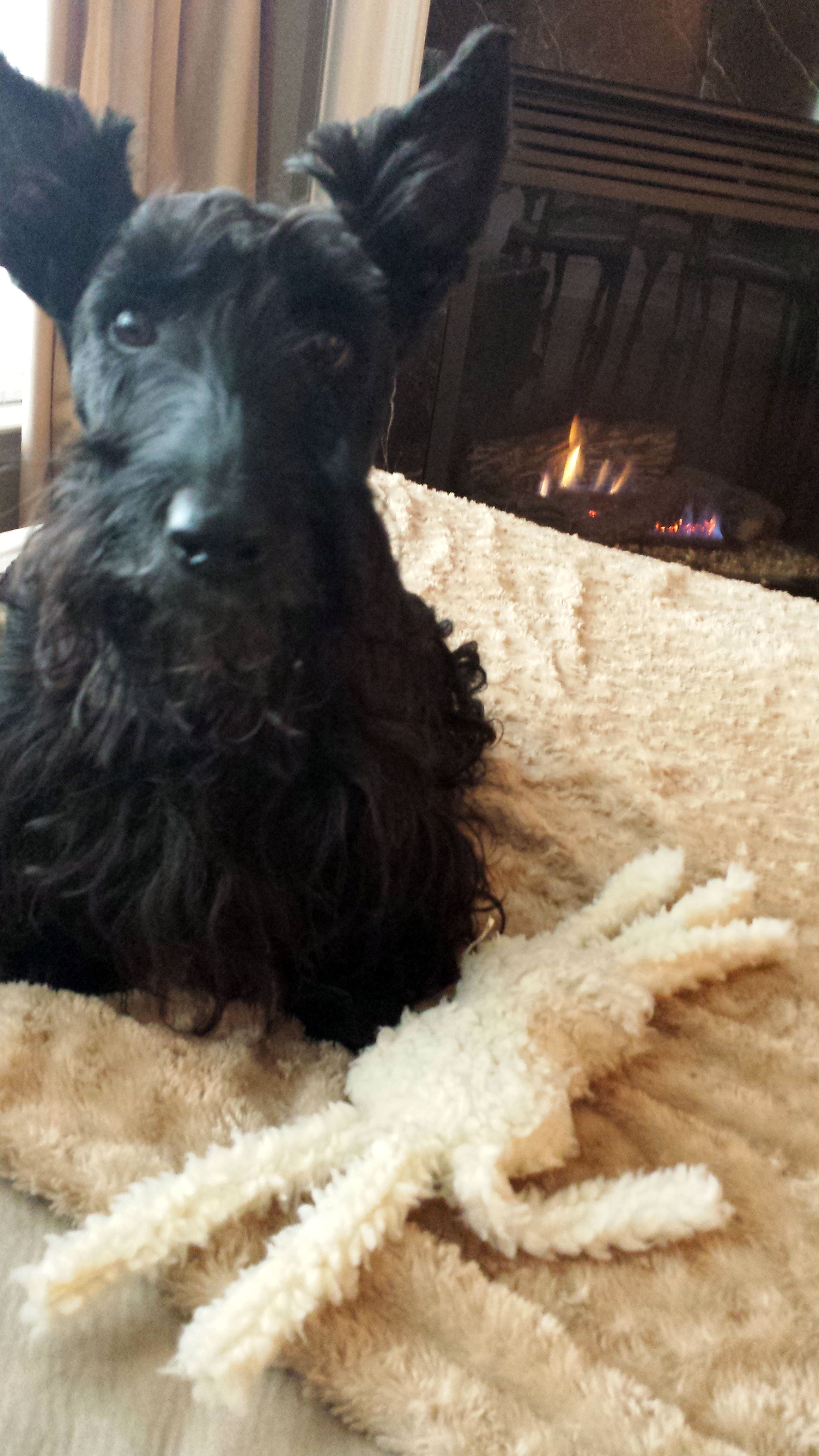 Do Scottish Terriers Bark A Lot