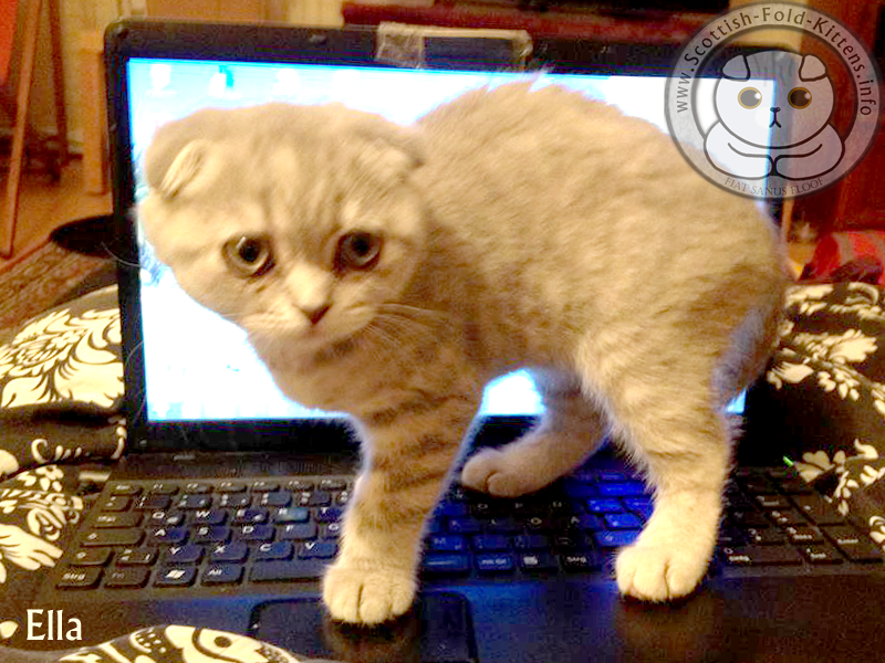 The Questionnaire for Scottish Fold Breeders ScottishFoldKittens.info
