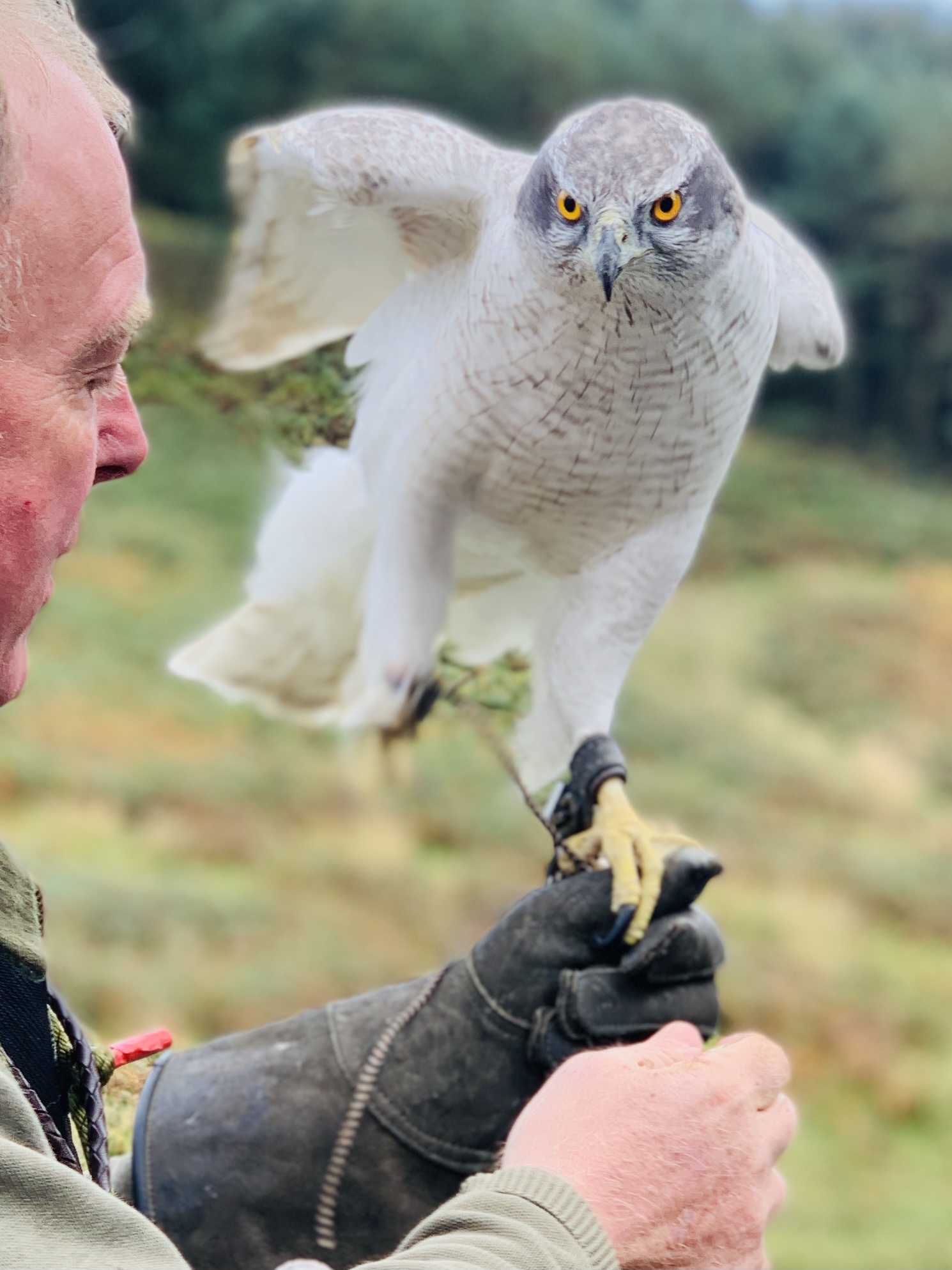 Hunting with Birds of Prey Scottish Borders Sporting