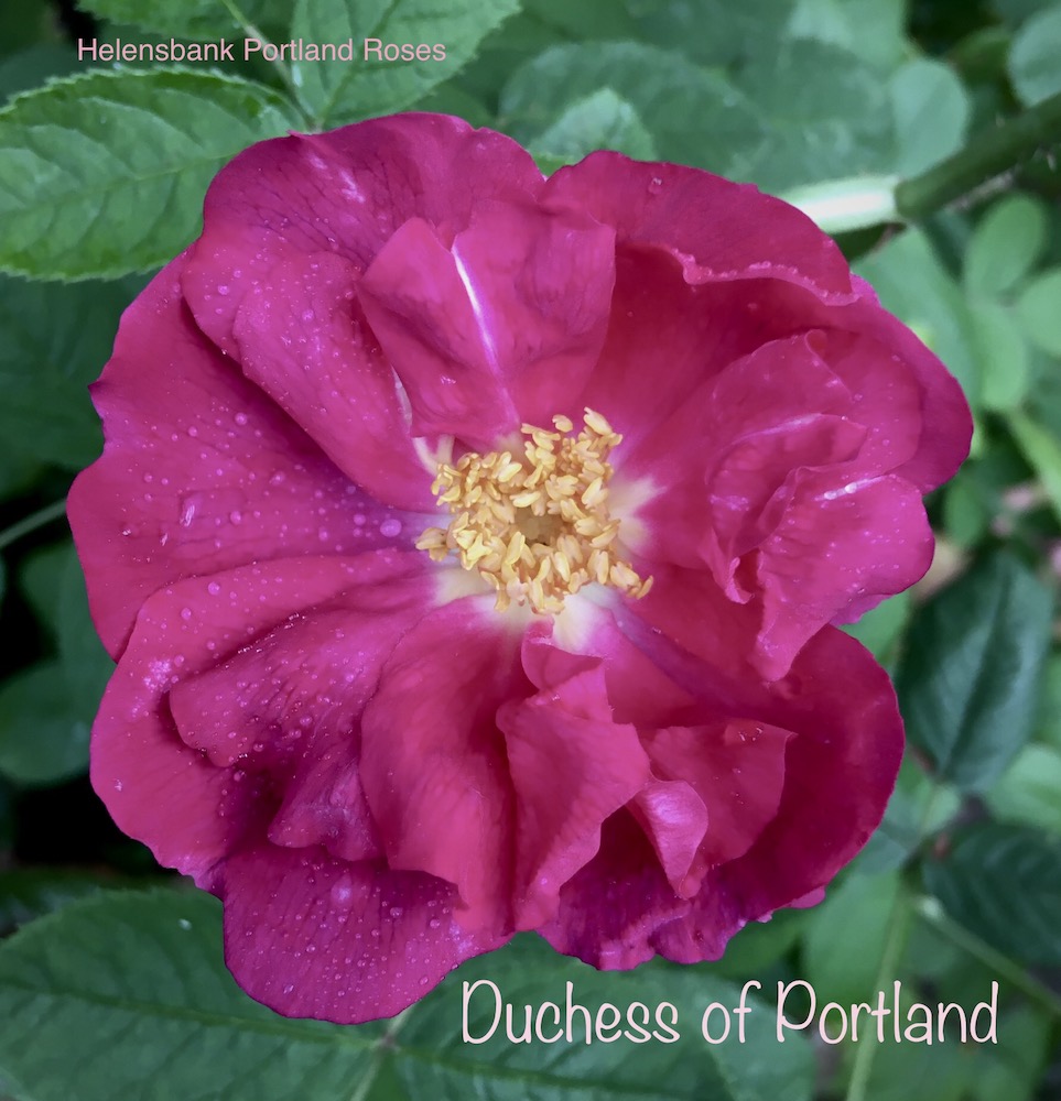 Our National Collection of Portland Roses Scotland Grows Magazine