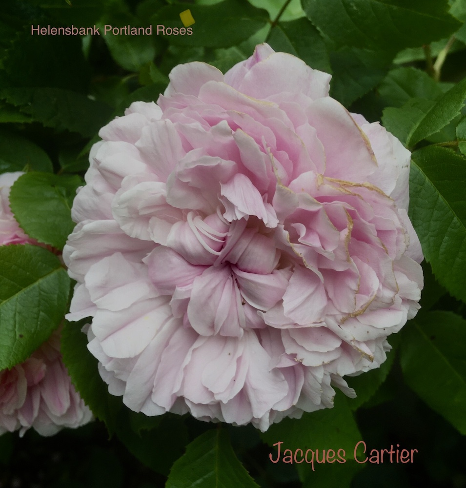 Our National Collection of Portland Roses Scotland Grows Magazine