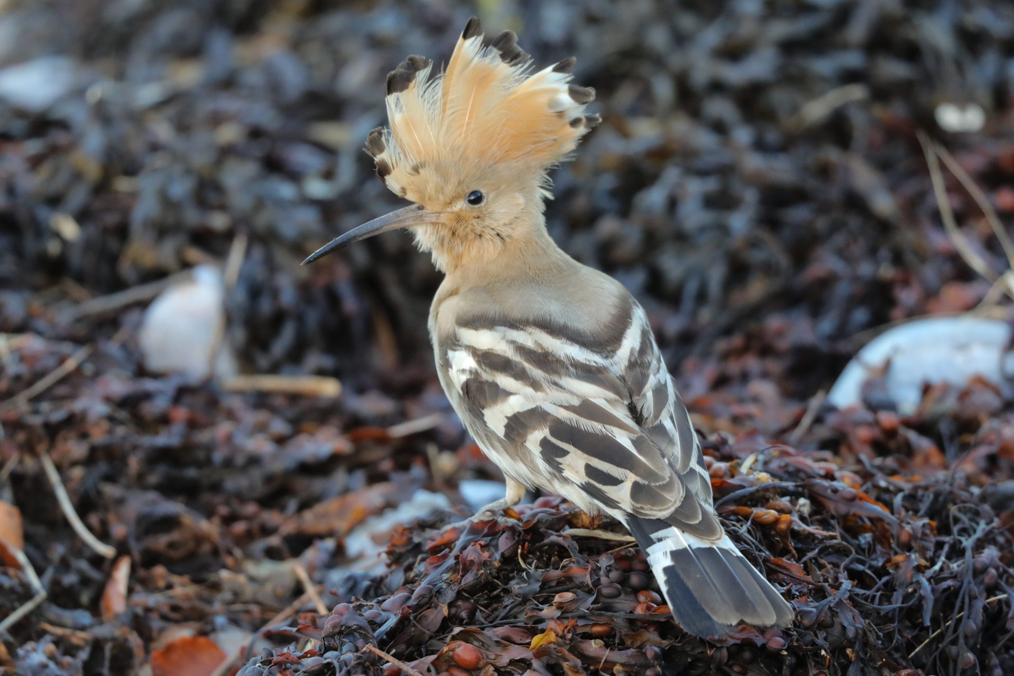 A Hoopoe at Montrose Basin?! Scottish Wildlife Trust