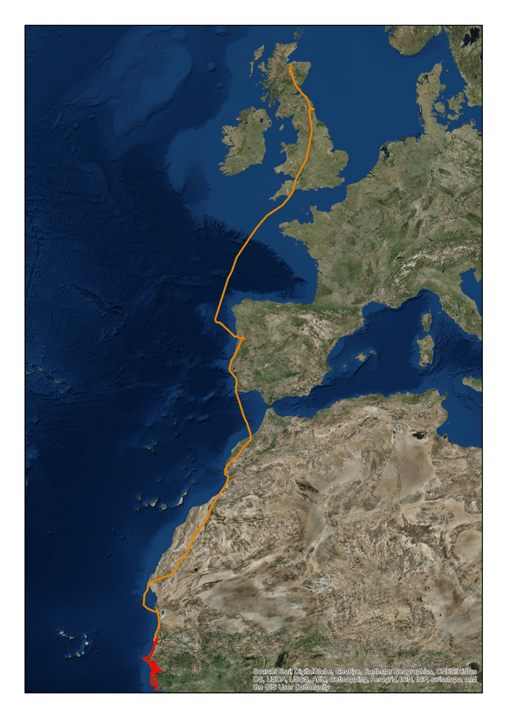 How do migrating ospreys find their way south? LaptrinhX / News