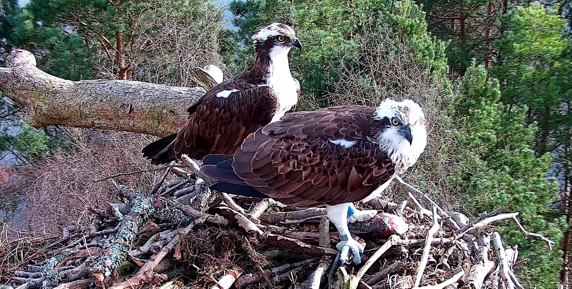 Breeding Osprey Return to Loch of the Lowes on the Same Day! Scottish