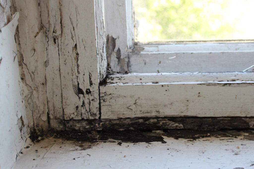 Black mould on windows What causes it and how to remove it