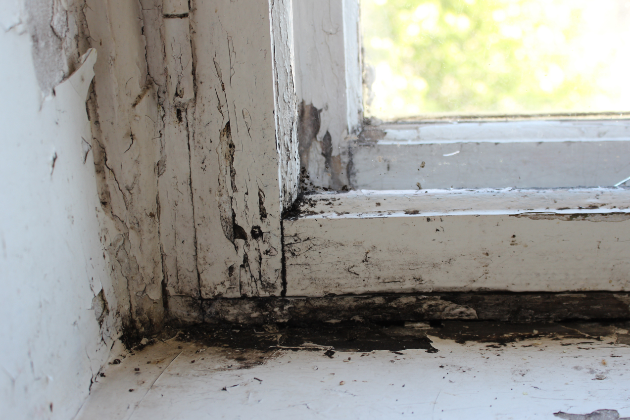 Black mould on windows What causes it and how to remove it