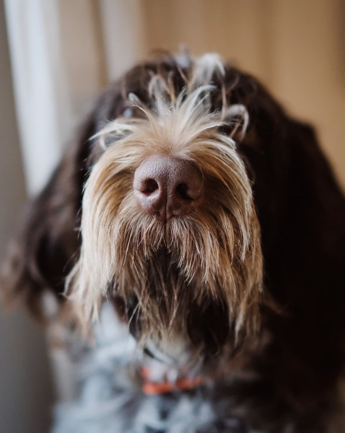 Boarding Animal Health Center of Scottsbluff, Veterinarian in