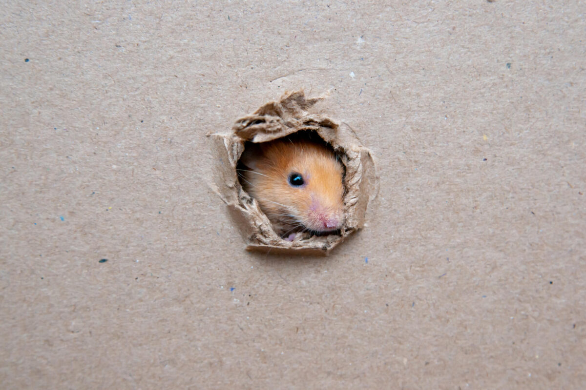 How to Keep Rodents and Pests Out of Your Storage Unit? McDowell