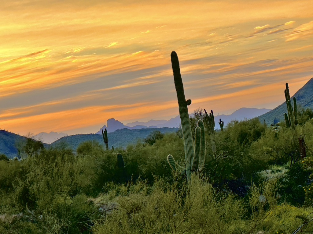 Fun Scottsdale Events, March 2326, 2023 Scottsdale Lives