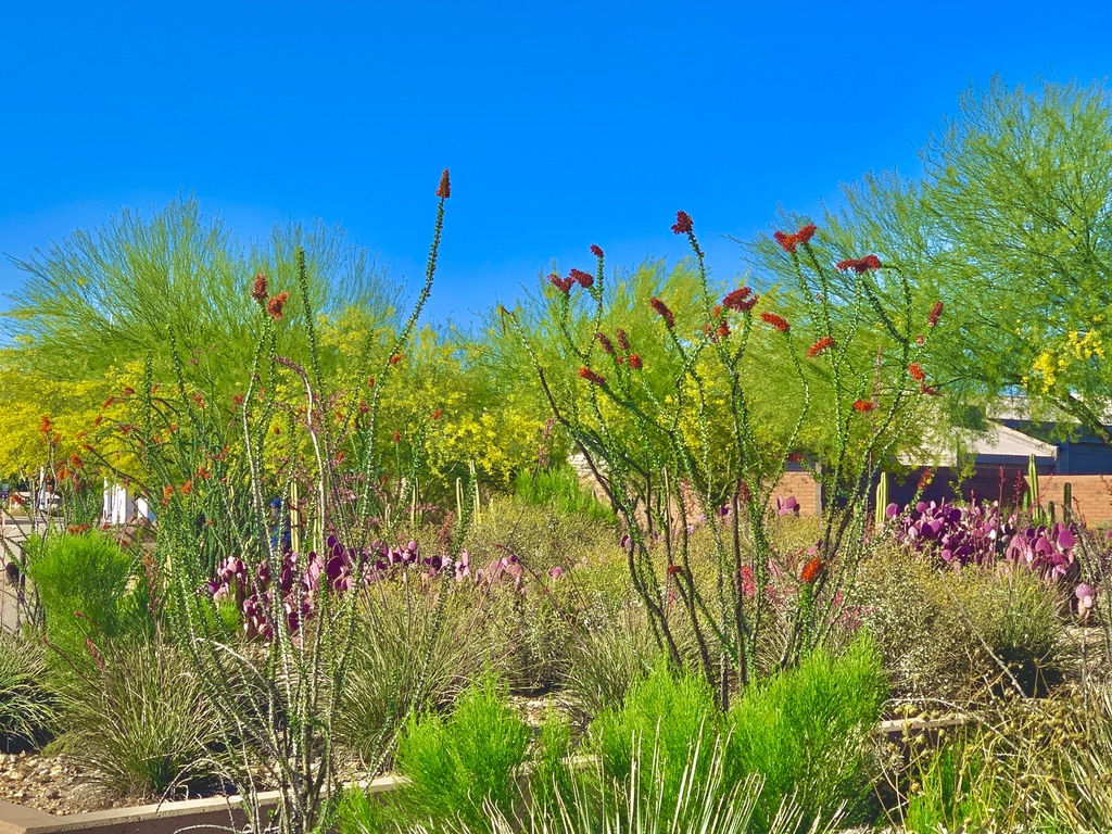 Fun Scottsdale Events, March 912, 2023 Scottsdale Lives