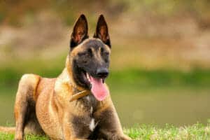 Cost Of Owning A Trained Belgian Malinois Protection Dog