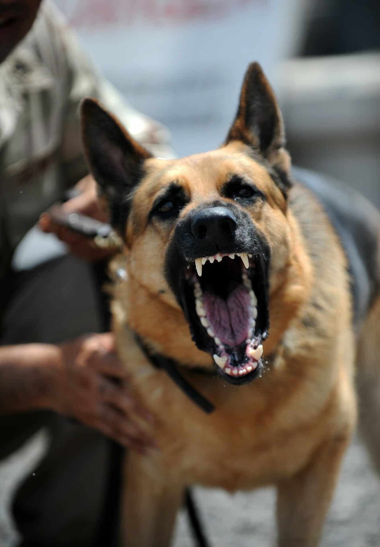 What To Do In A Dog Attack How To Protect Yourself From