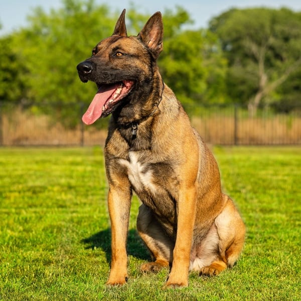 Elite Malinois Trained Executive Protection Dog Barco Scotts K9