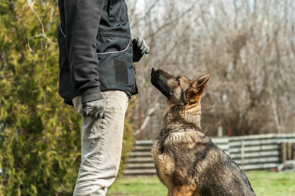 HOW TO A PROTECTION DOG TRAINER? Scott's K9