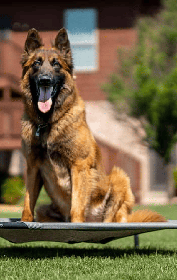Best Tervuren Executive Protection Dog Reno Scott's K9