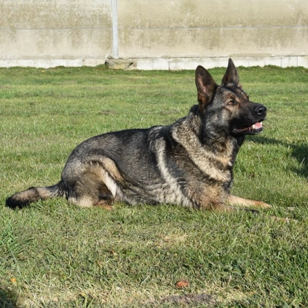 Elite Protection Dog Yenna Family Friendly Guard Dogs