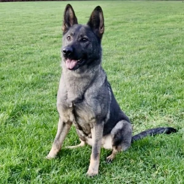 Elite Protection Dog Ziva Best Dog For Family Protection