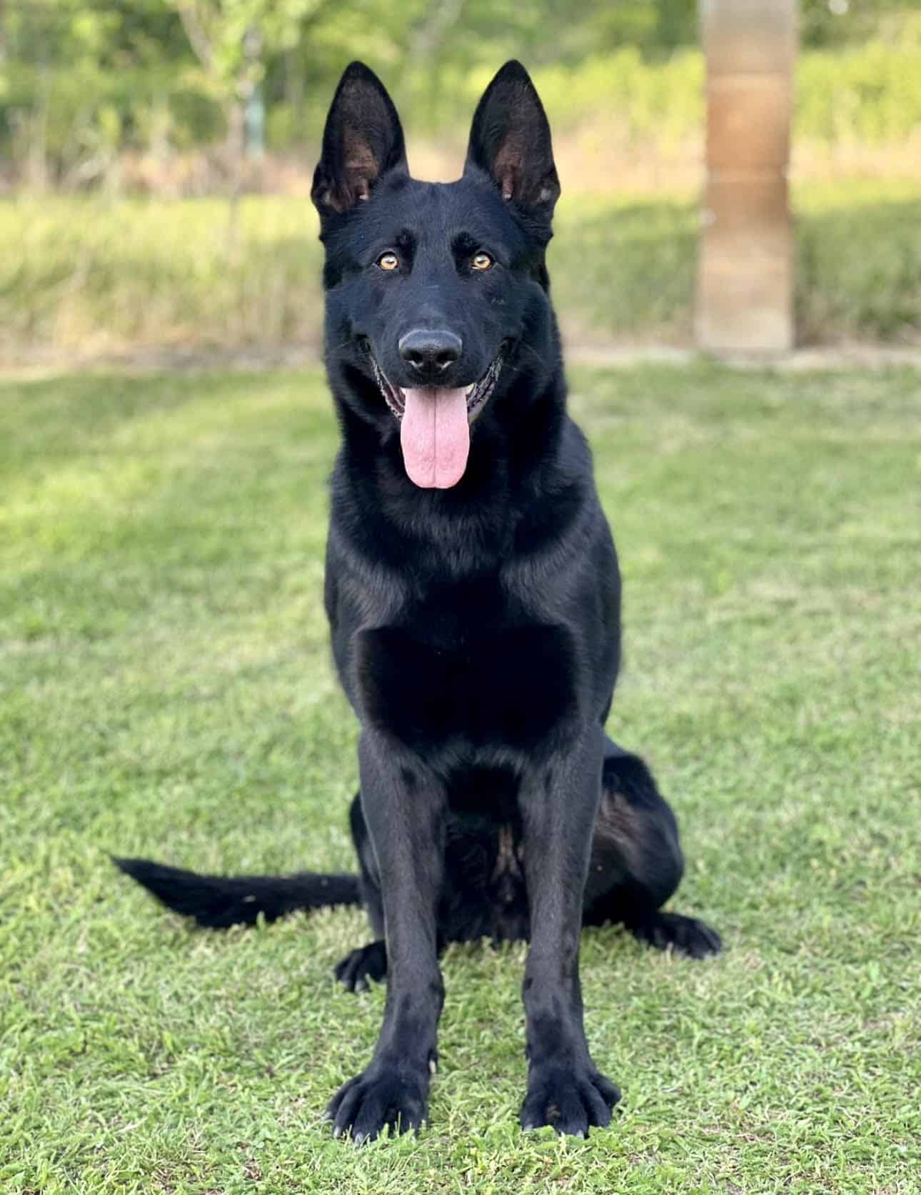 Expertly Trained German Shepherd Protection Dog Scott's K9