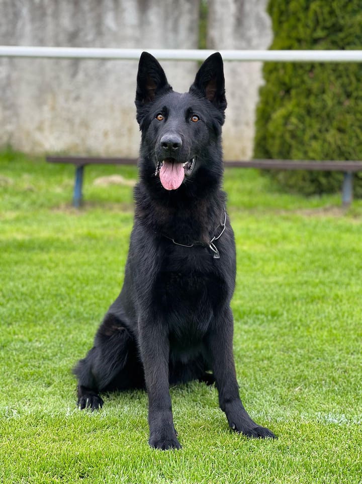 Trained German Shepherd Protection Dog Bandit Expertly Trained by