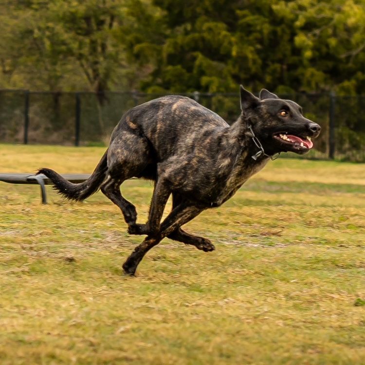 Elite Protection Dog Kyra Trained & Delivered by Scott's K9