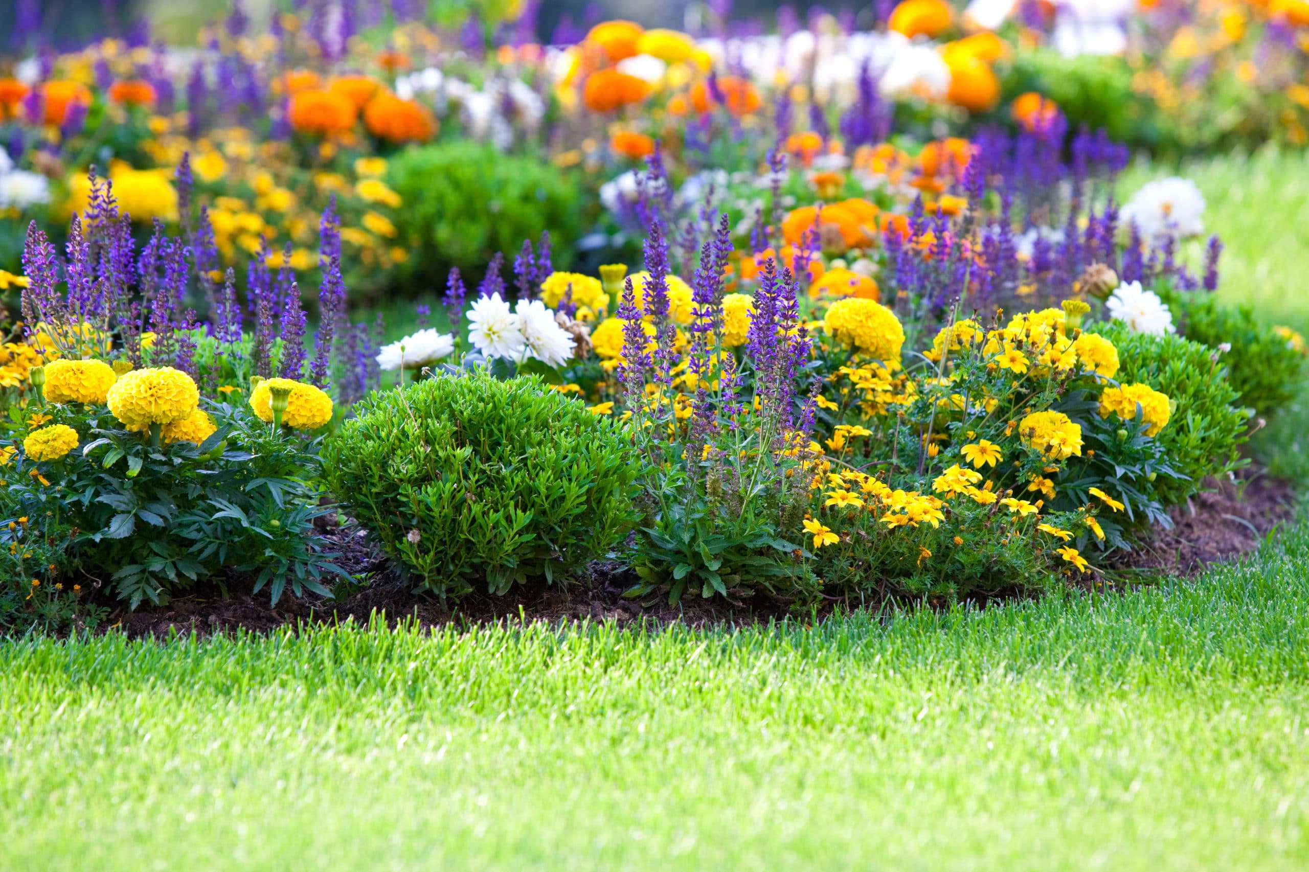 Why Your Perennials May Be Dying Scott's Lawn Care Inc.