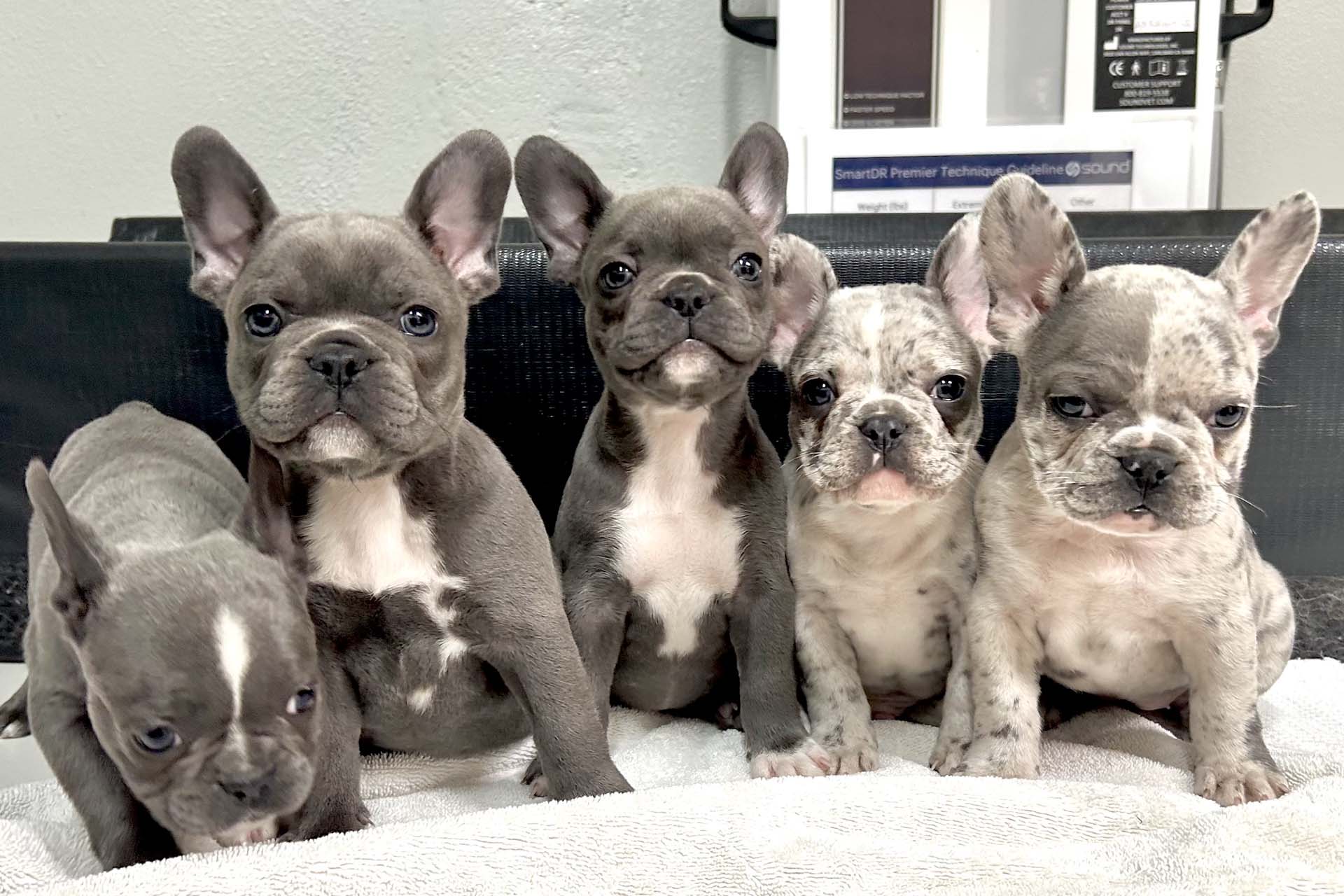 Scotts Valley, CA Veterinary Jobs Scotts Valley Vet Clinic