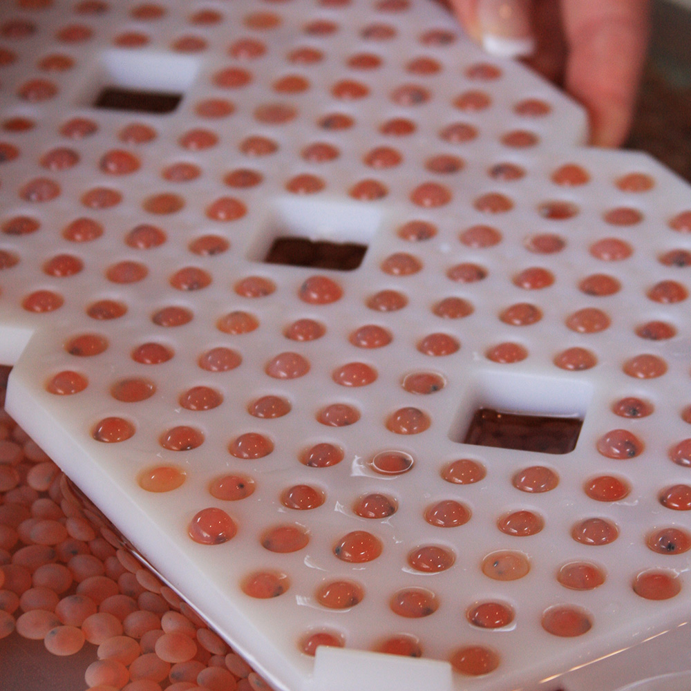 scotty Jordan / Scotty Fish Egg Incubator