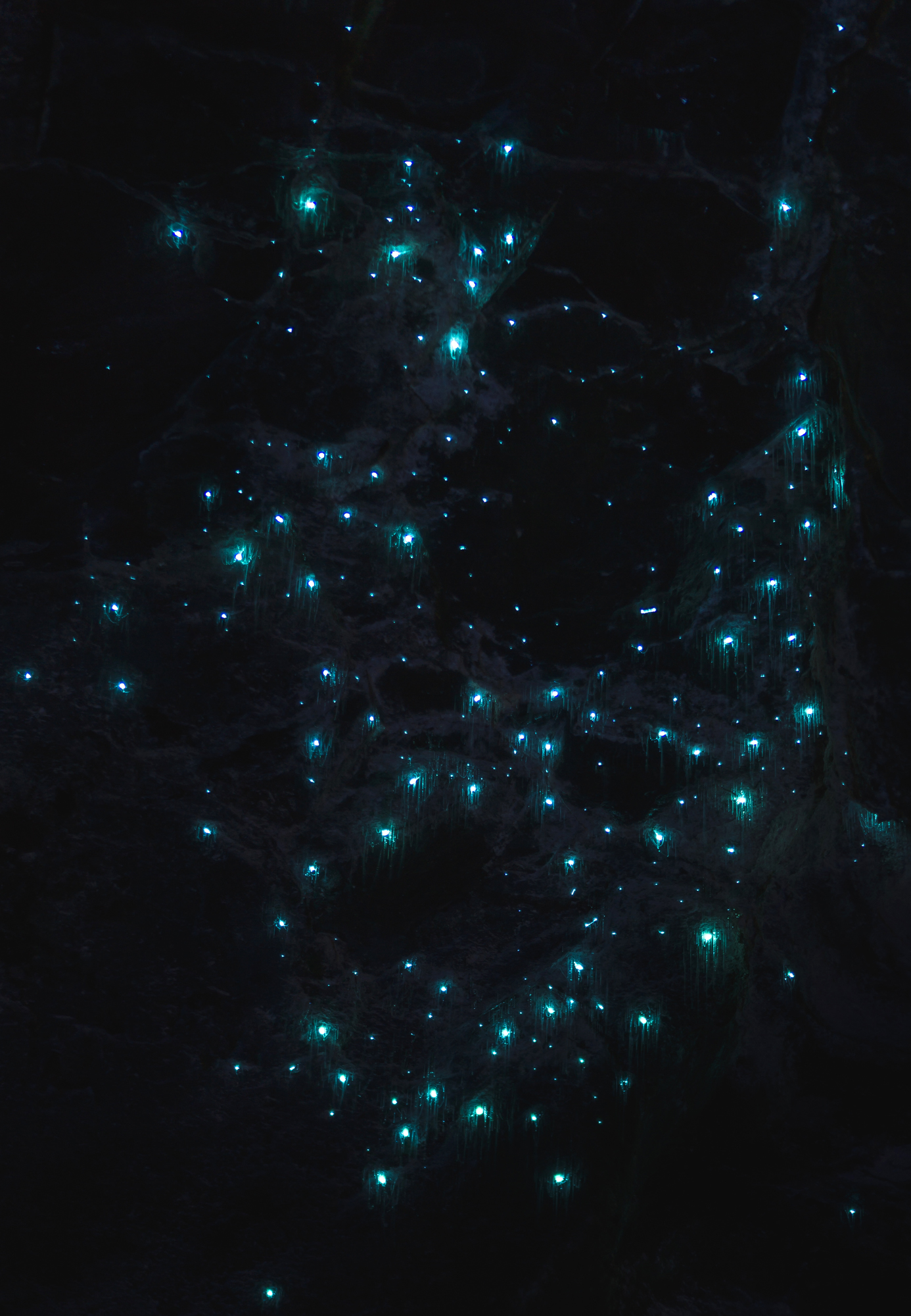 Glow Worms Gold Coast Australia Experience Gold Coast's Glow Worms