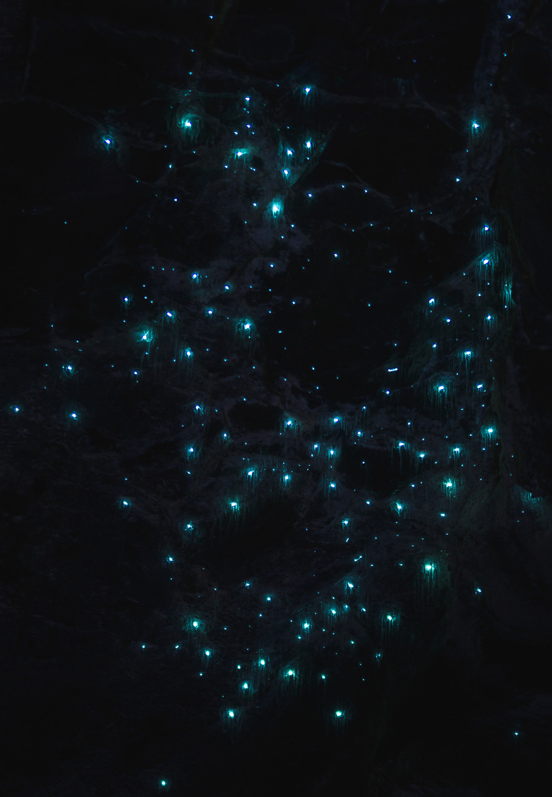 Glow Worms Gold Coast All You Need to Know for Visiting (2023)