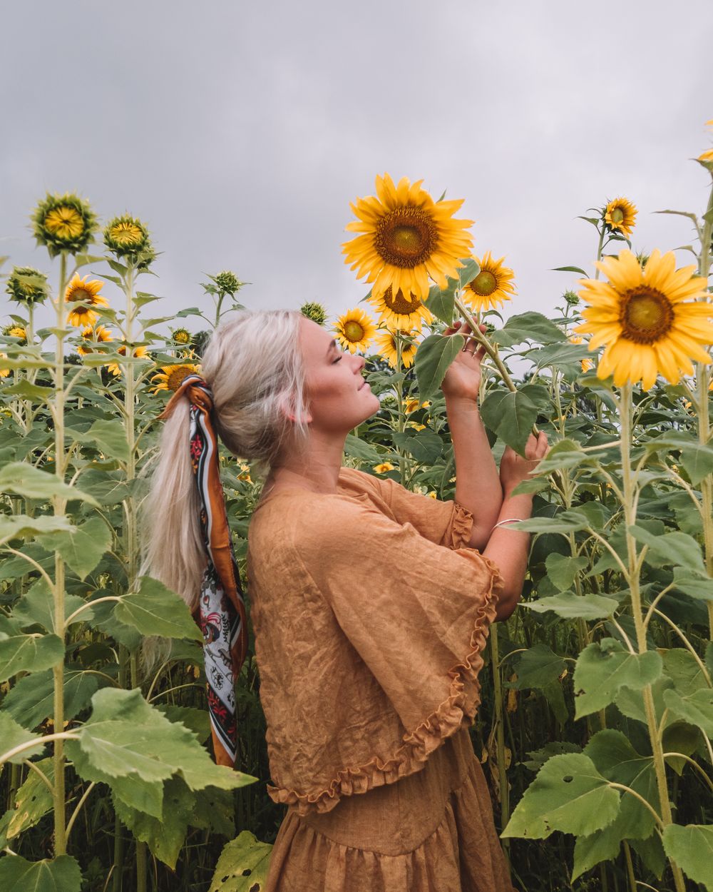 Sunflower Farm North Brisbane Best Flower Site