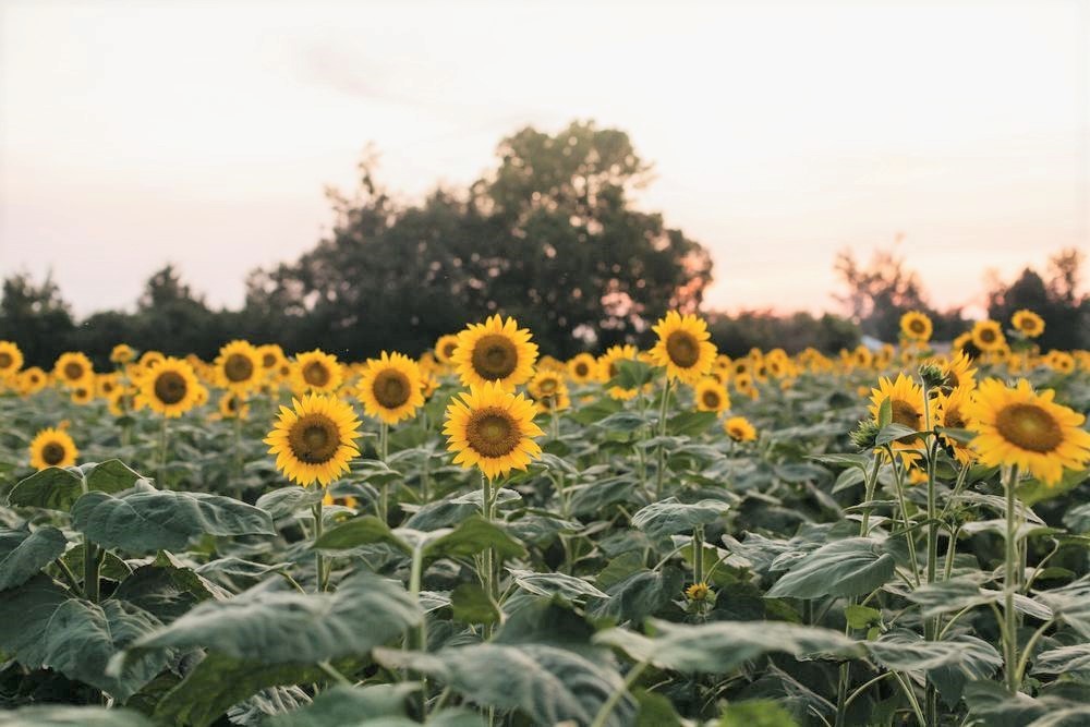 Sunflower Fields Near Brisbane Best Flower Site