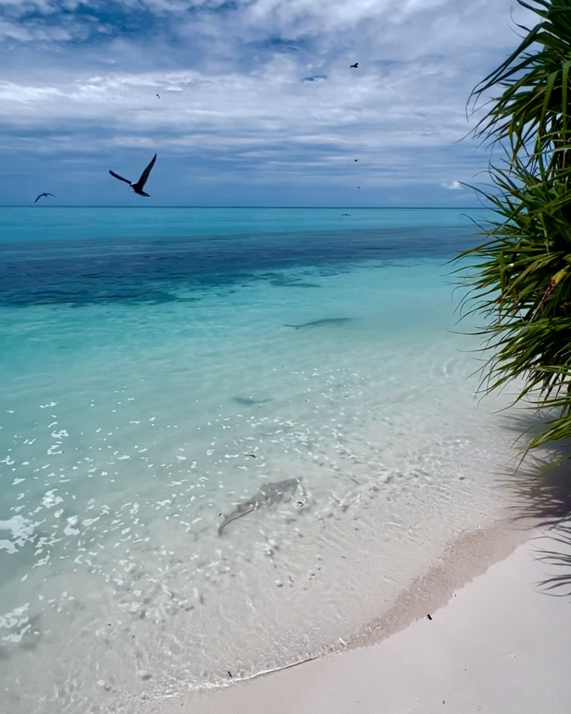 Visit Heron Island A Complete Guide For 2024