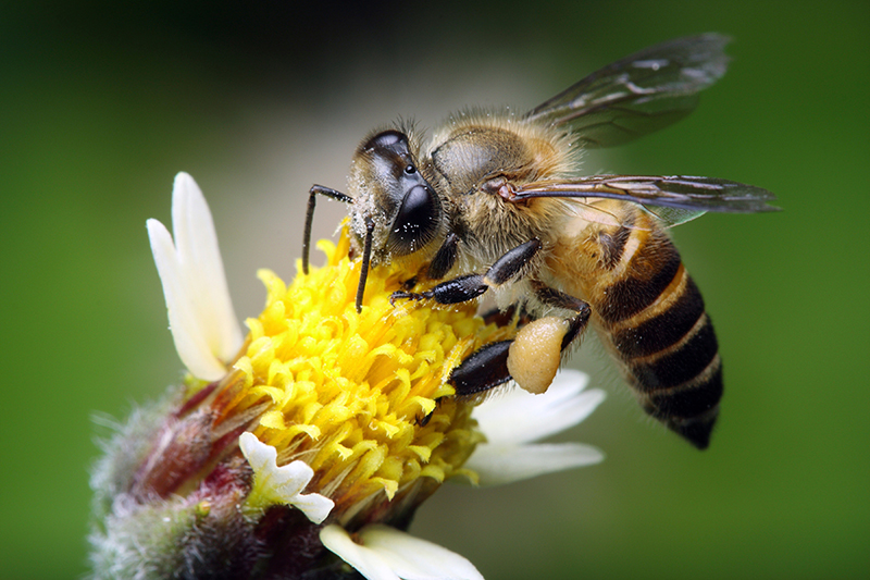 How to survive a bee sting
