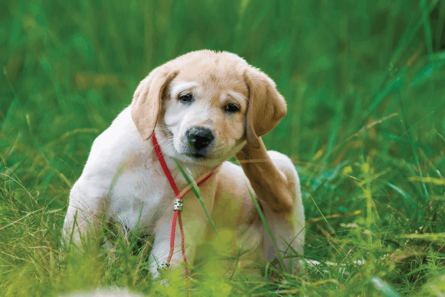 Is Year Round Flea Protection Necessary? Scout's Pest Control