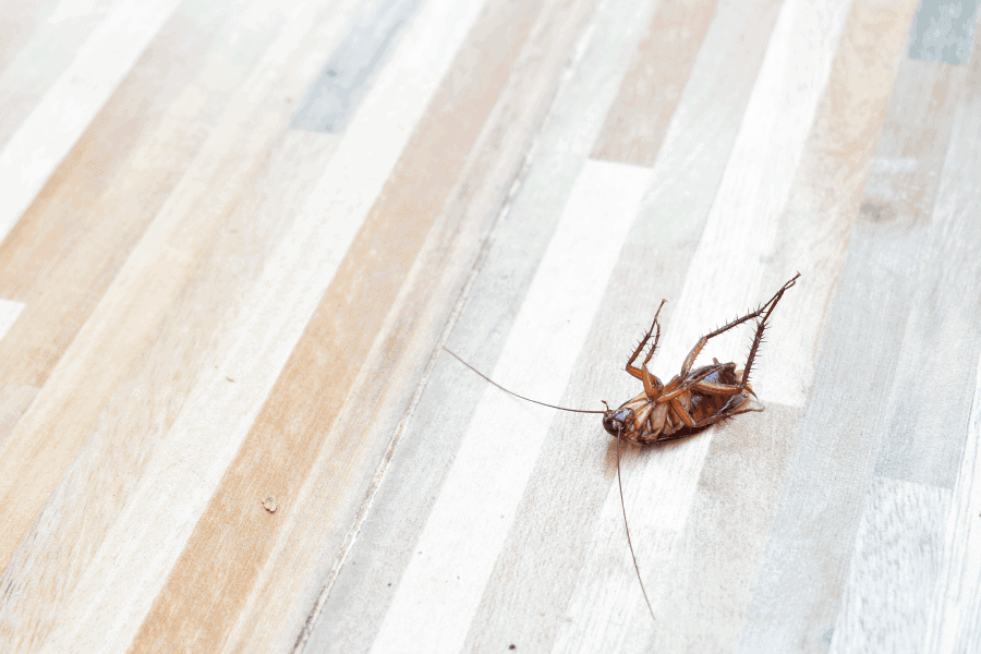 Can Cockroaches Cause Breathing Problems? Scout's Pest Control